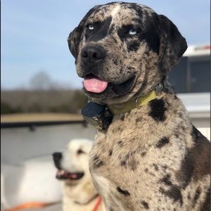 Meet your Posher, Abigial